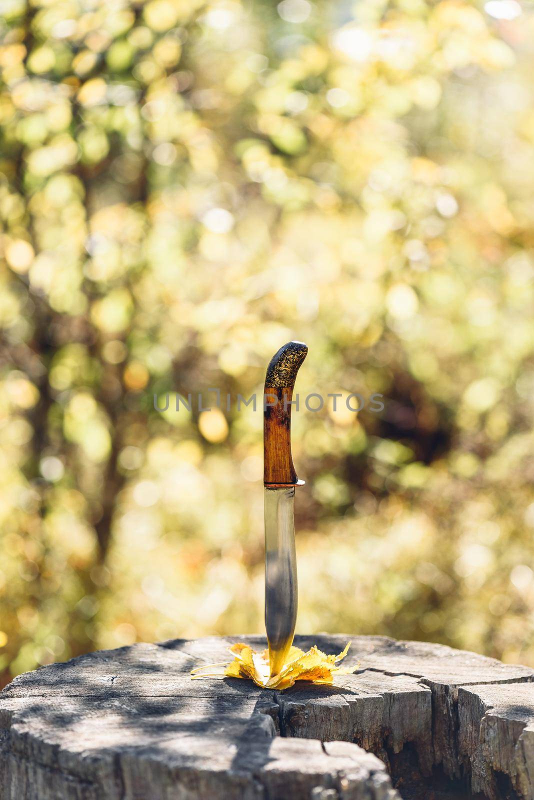 Knife stabbed in the yellow leaves and old stump by Seva_blsv