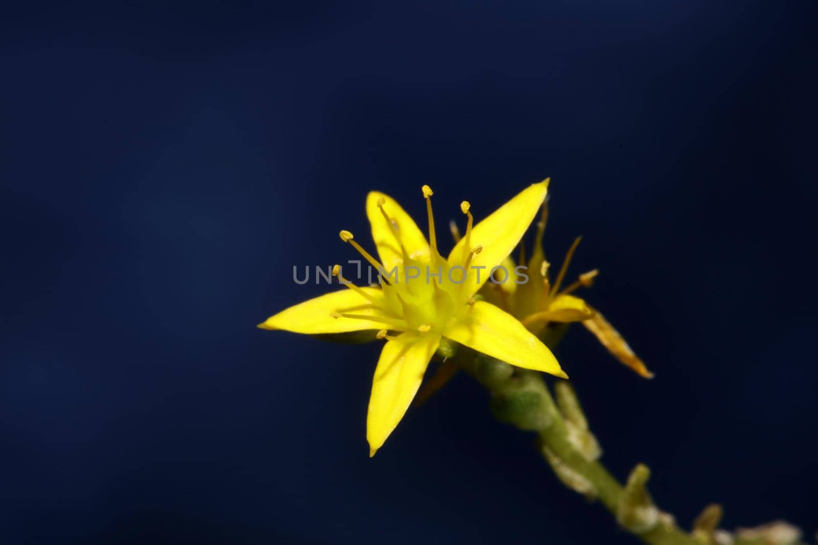 Yellow star flower blossom close up modern botanical background sedum lanceolatum family crassulaceae high quality big size print