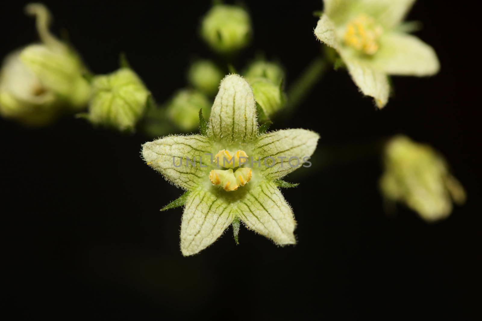 Yellow star flower blossoming close up botanical background Bryonia alba family cucurbitaceae big size high quality prints by BakalaeroZz