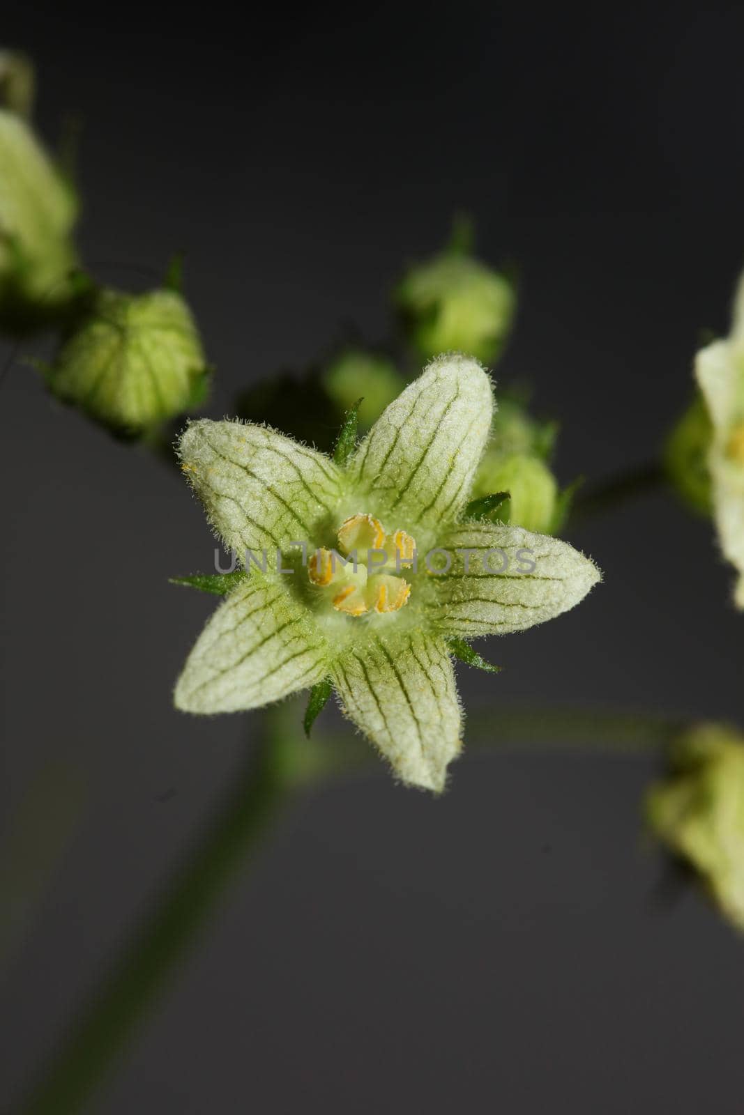 Yellow star flower blossoming close up botanical background Bryonia alba family cucurbitaceae big size high quality print