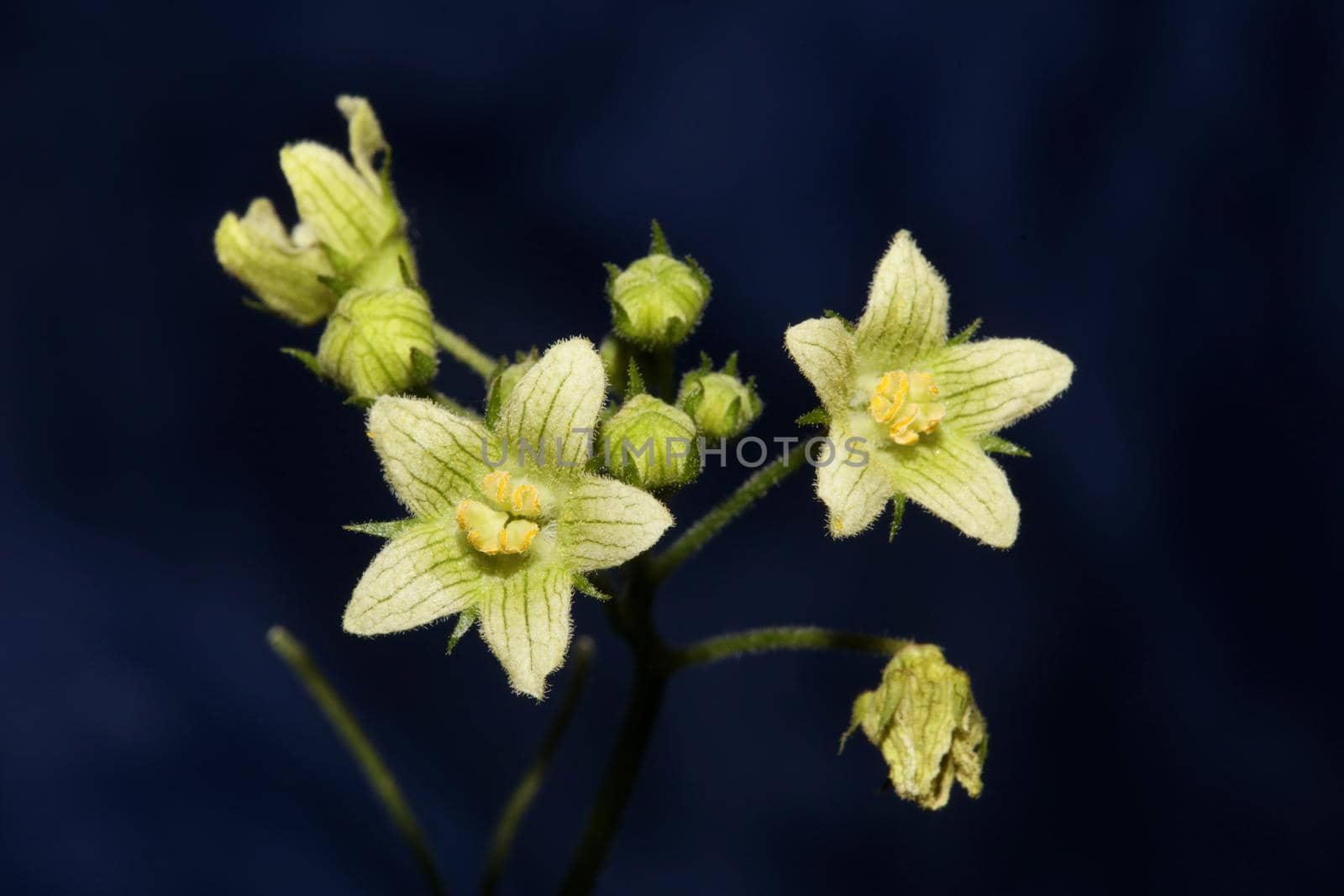 Yellow star flower blossoming close up botanical background Bryonia alba family cucurbitaceae big size high quality prints by BakalaeroZz