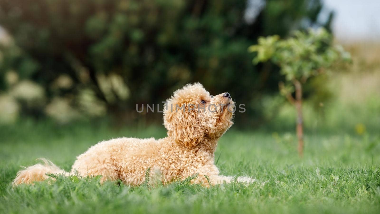 Poodle lie on the grass he looks up and awaiting instructions from his owner.