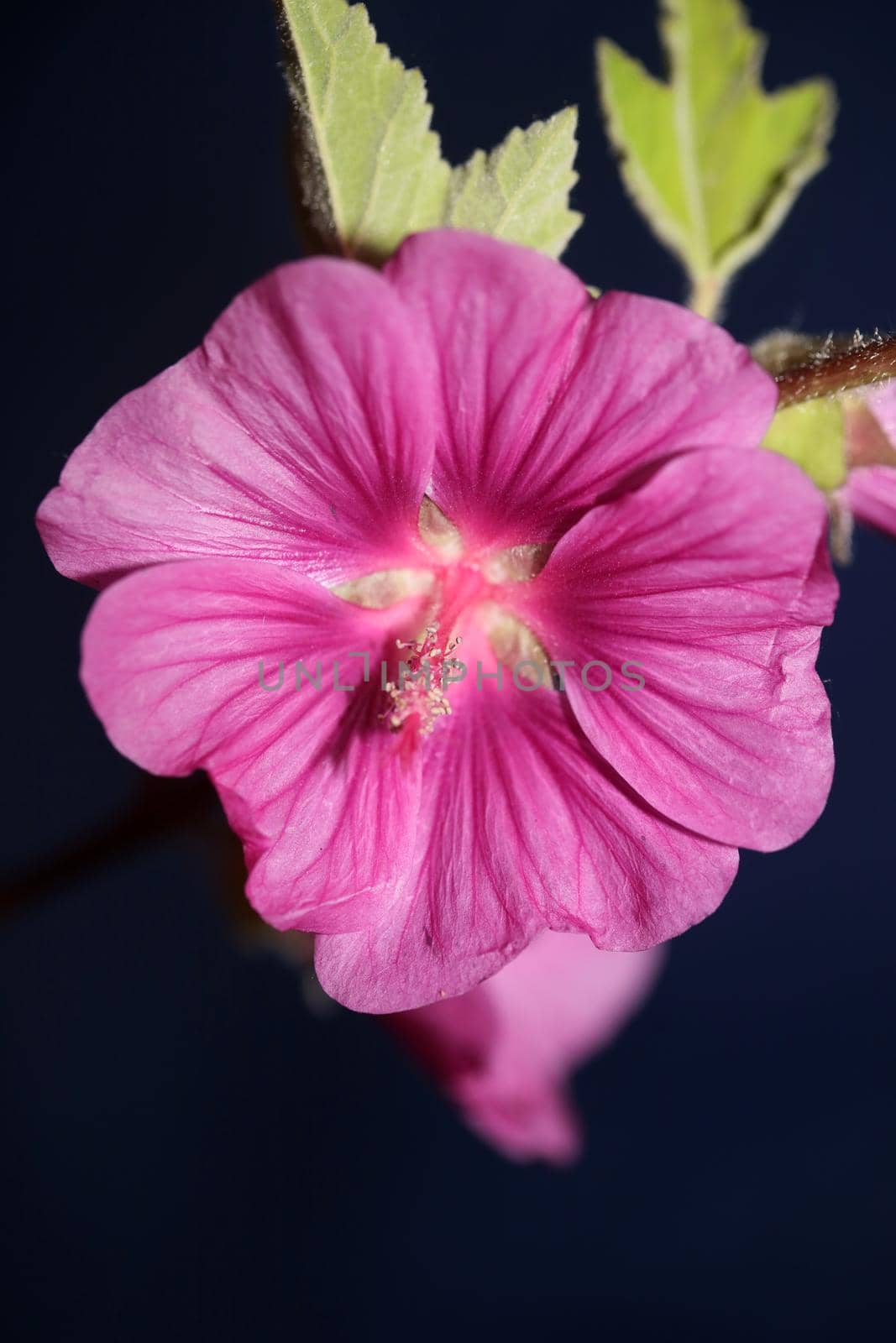 Purple wild flower blossom close up malva arborea family malvaceae modern botanical background high quality big size prints