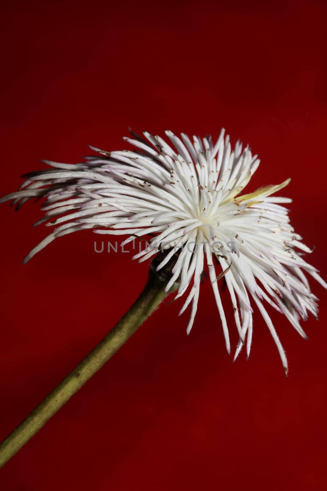 White flower blossoming close up botanical background clematis viticella family ranunculaceae big size high quality prints