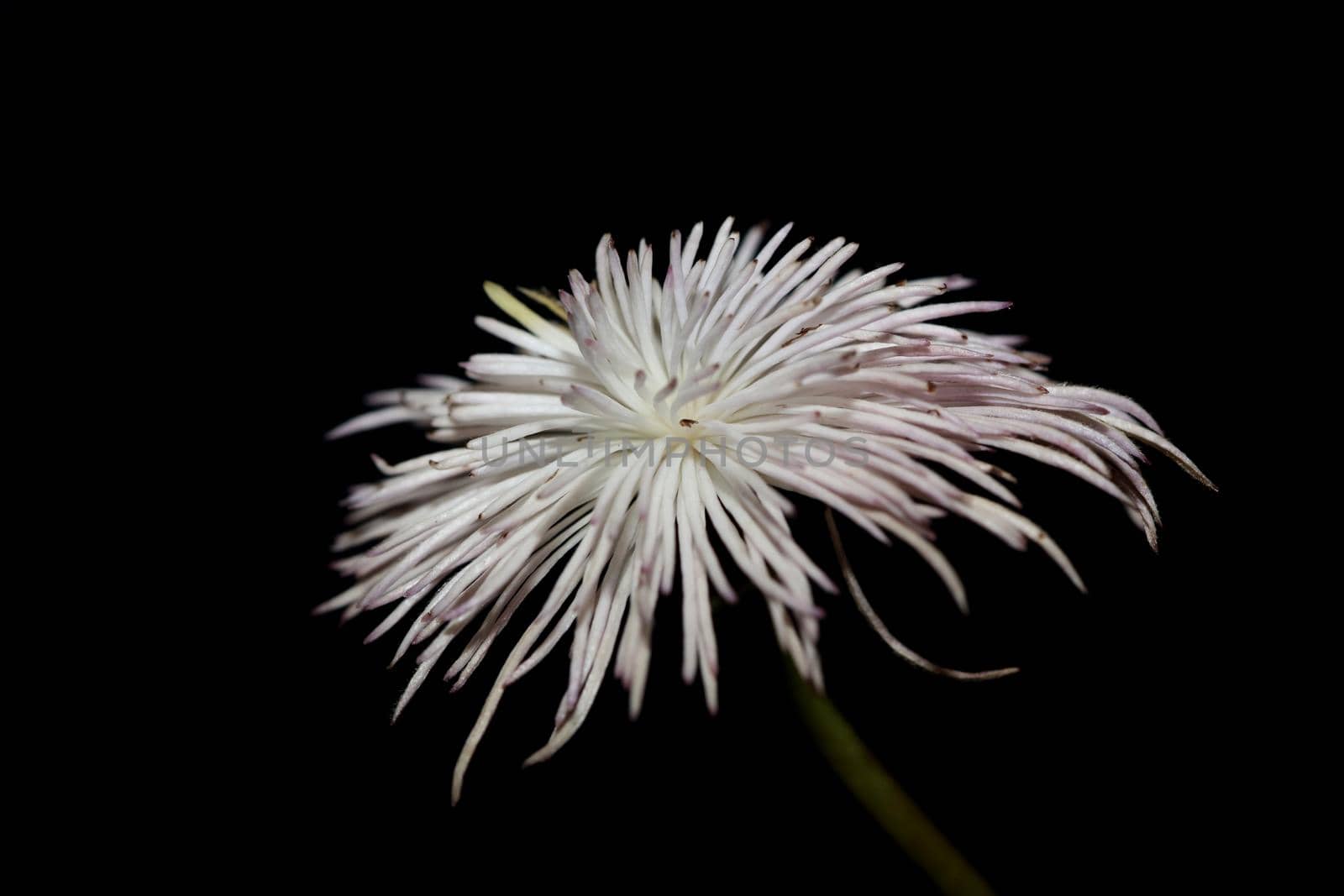 White flower blossoming close up botanical background clematis viticella family ranunculaceae big size high quality prints