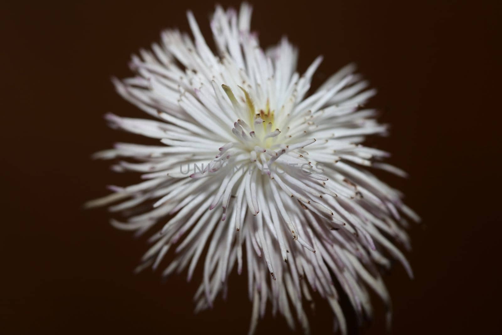 White flower blossoming close up botanical background clematis viticella family ranunculaceae big size high quality prints