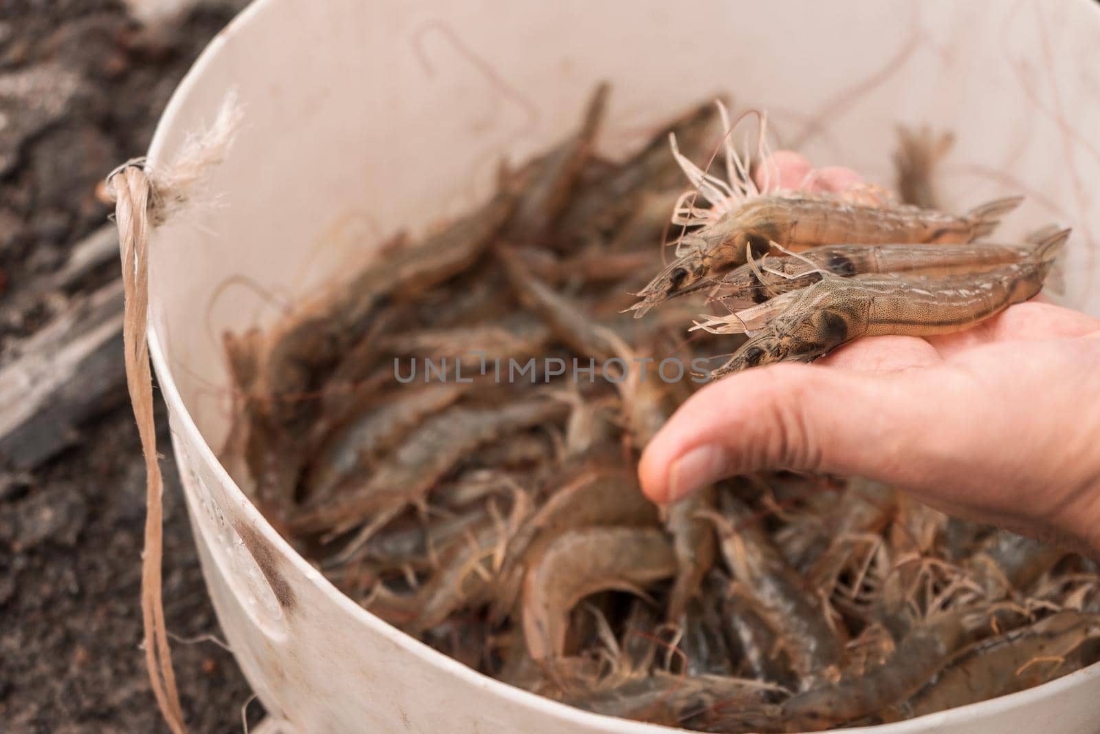 Hand showing freshly caught farmed shrimp in Nicaragua by cfalvarez