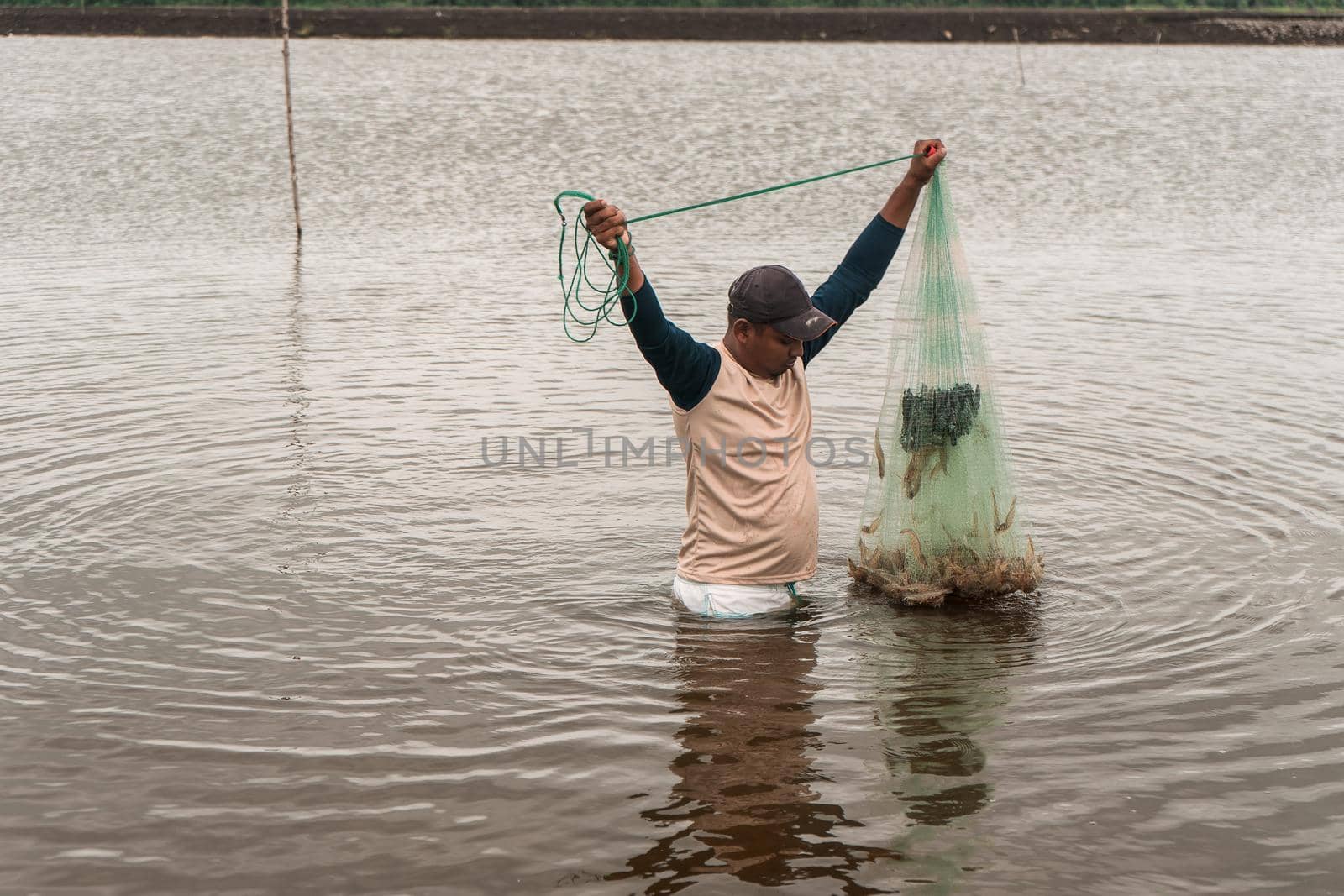 Latino fisherman retrieving a fishing net filled with farmed shrimp by cfalvarez