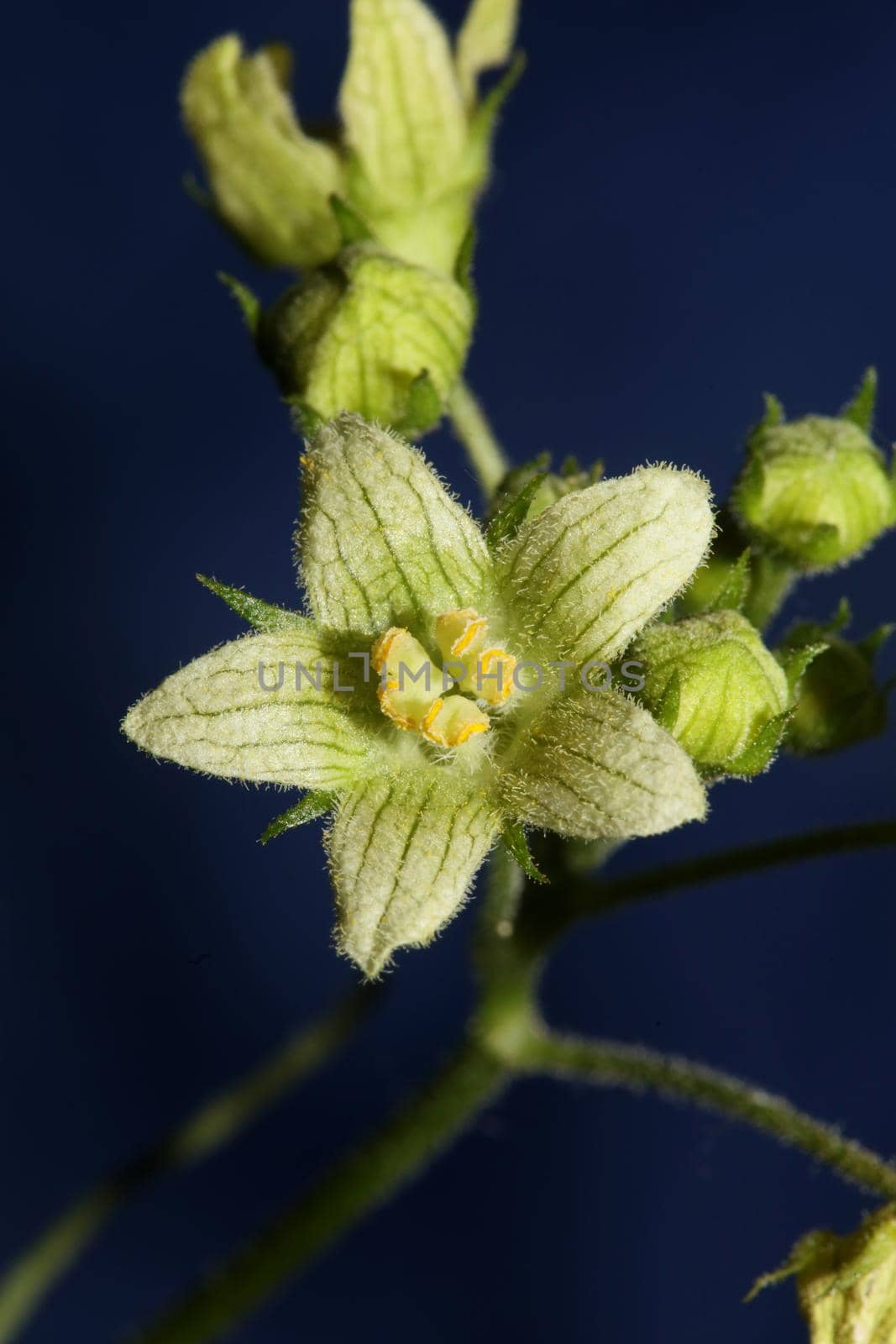 Yellow star flower blossoming close up botanical background Bryonia alba family cucurbitaceae big size high quality print