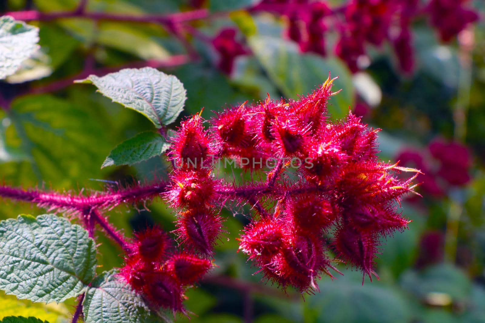 Close-up of a red flowering bush in the park in the summer. by kip02kas