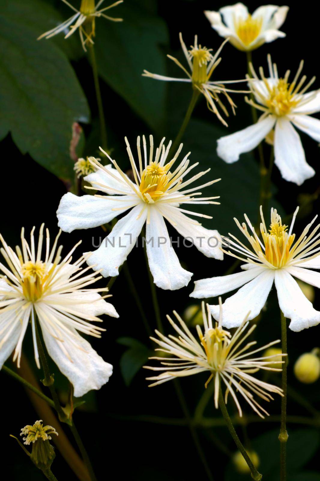 White flowering flowers in the park in the spring. Background of the nature