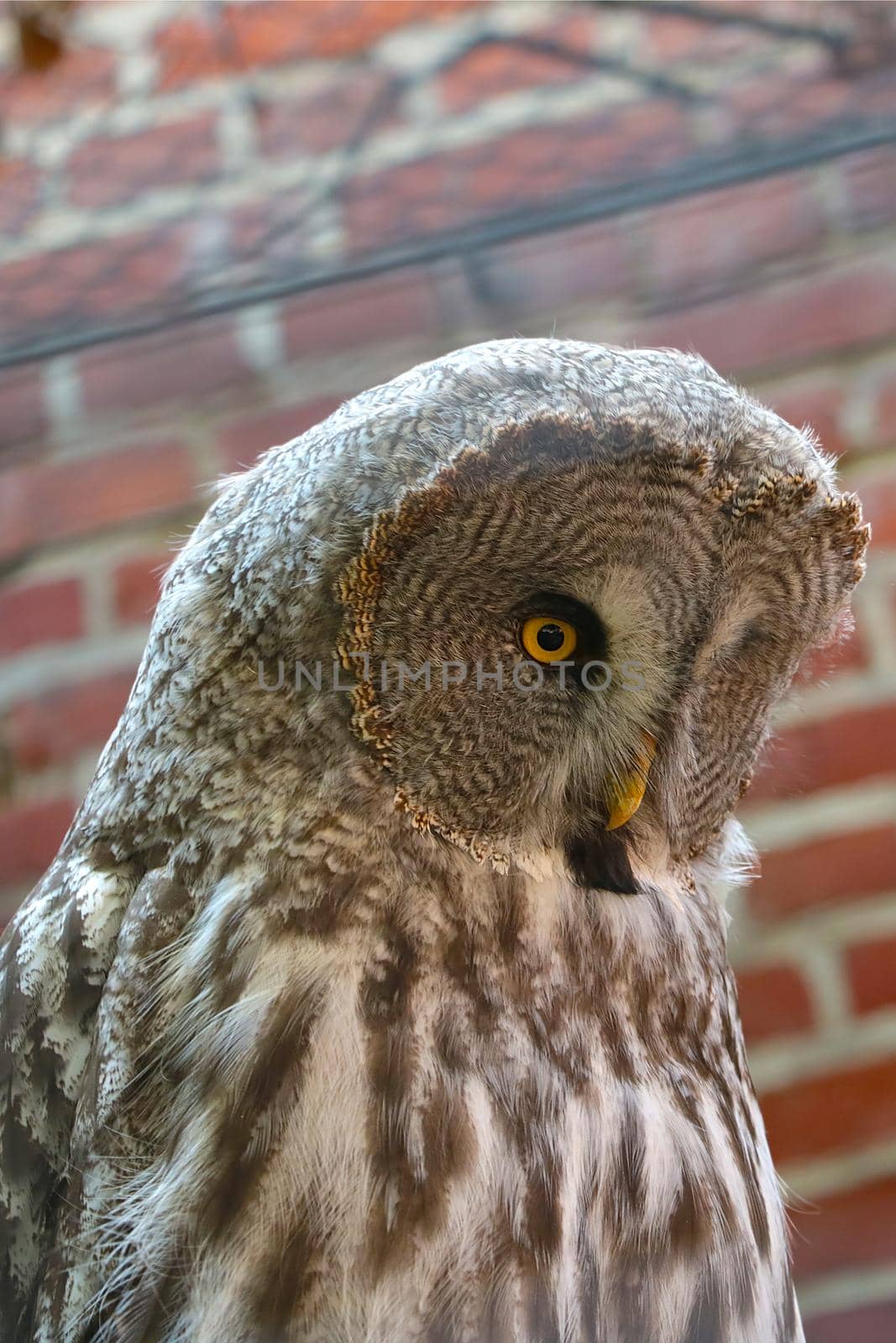 Close-up of a large gray owl. Wild birds