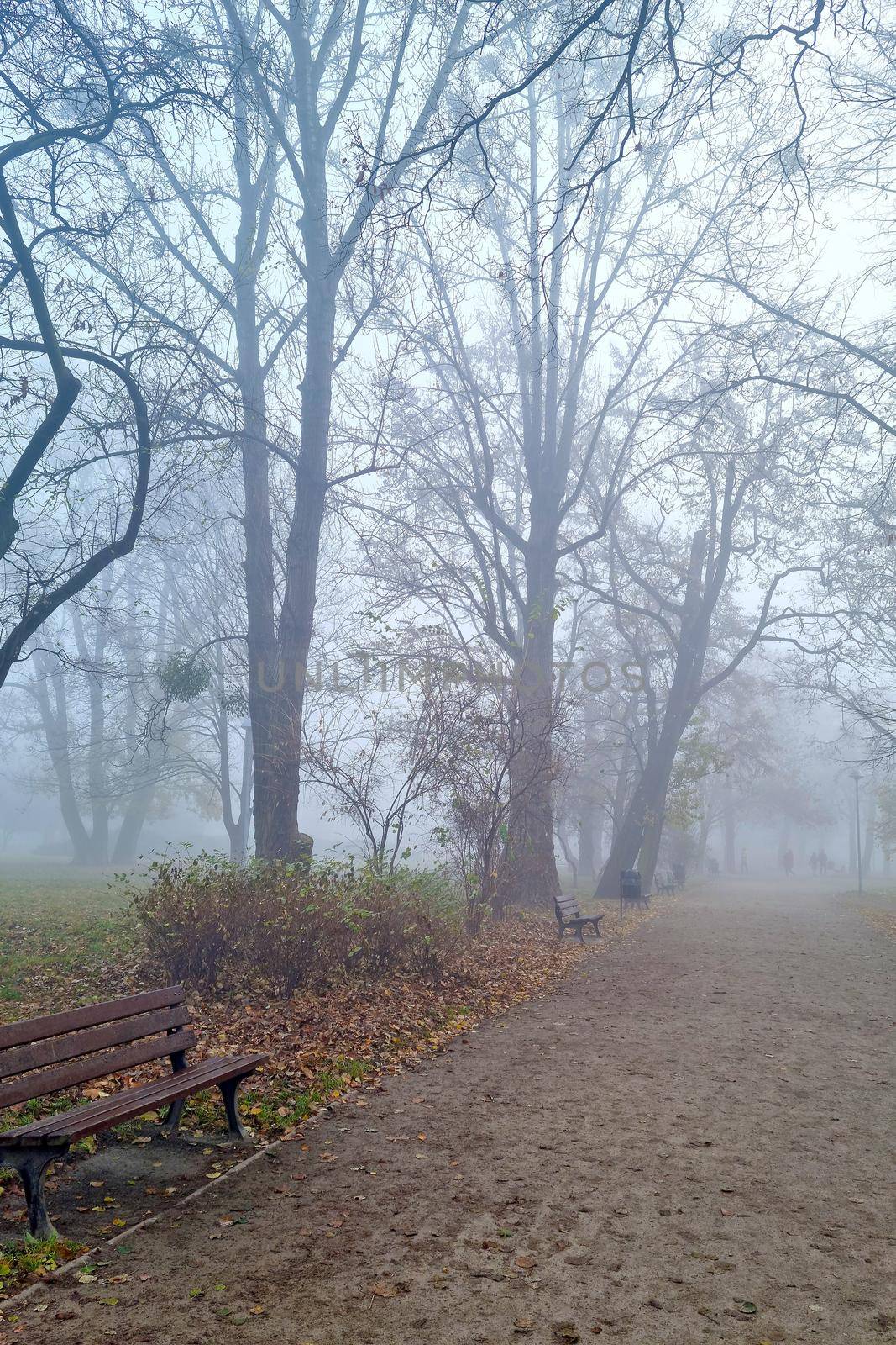 A mystical foggy morning in the park in the fall. by kip02kas