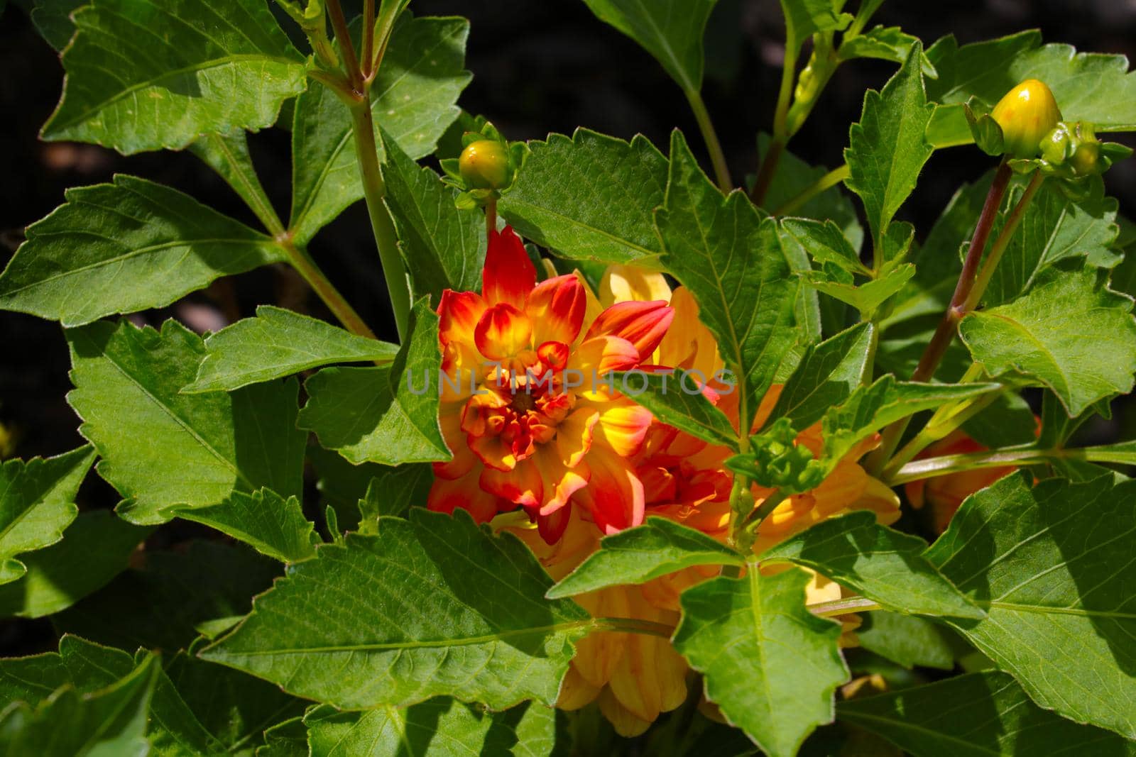 Close-up of a flowering dahlia in the park in the fall