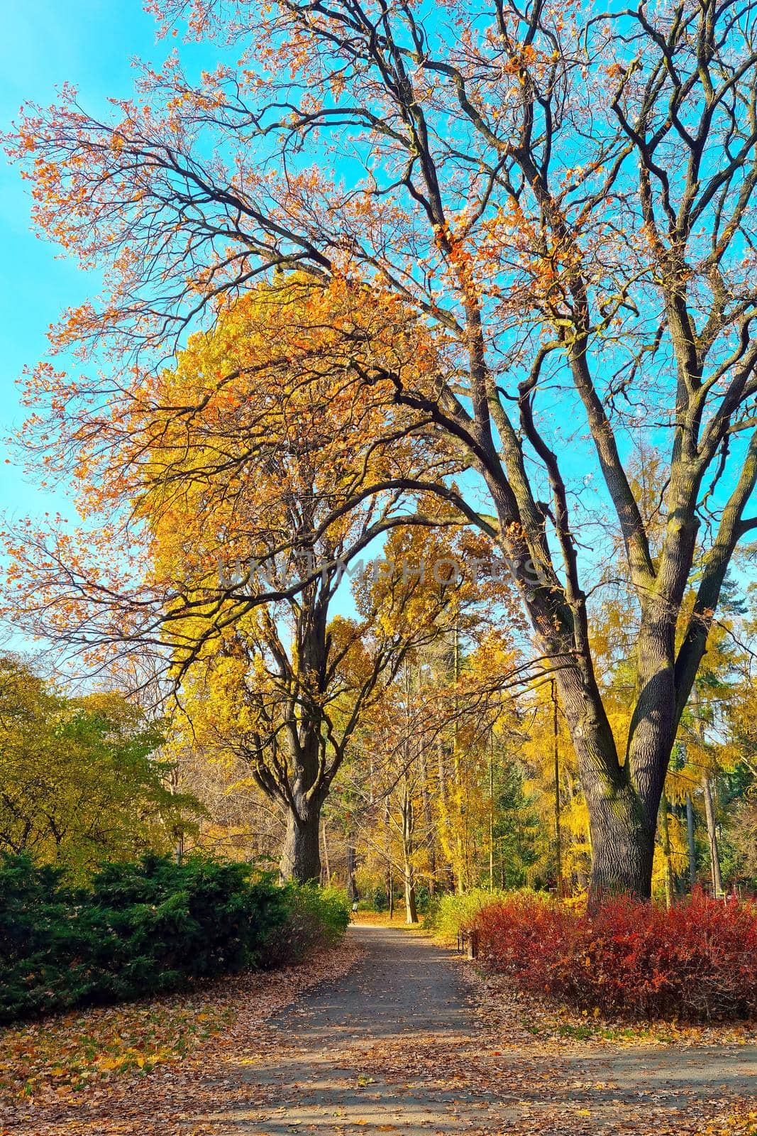 Yellow red park in autumn on a sunny day