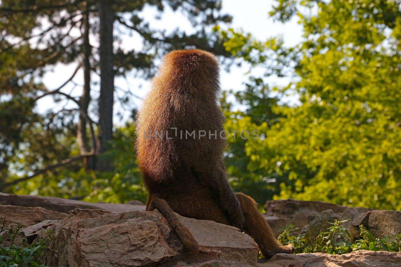A baboon sits on a rock in the park
