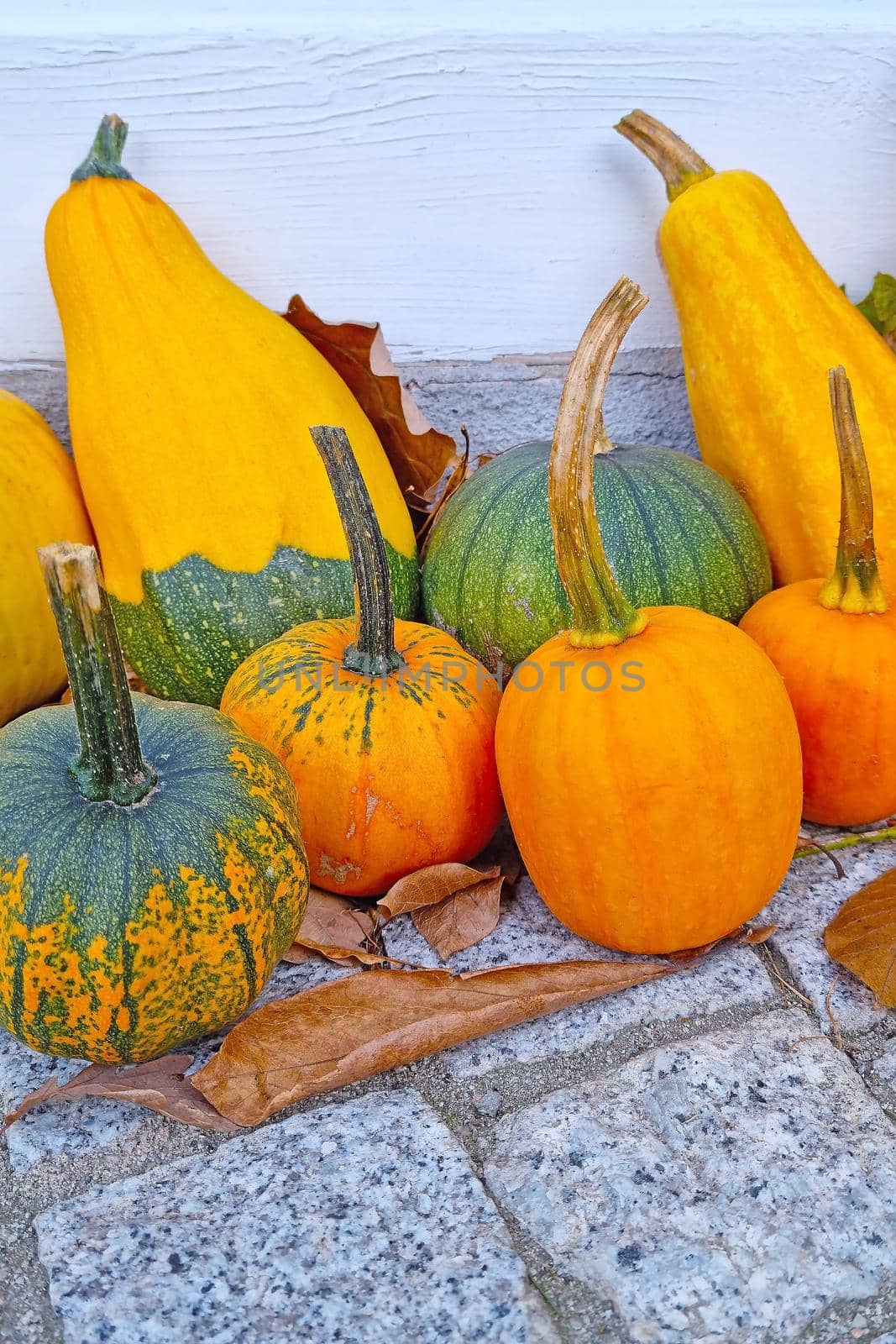 Beautiful pumpkins. Harvesting in autumn. Preparing for Halloween