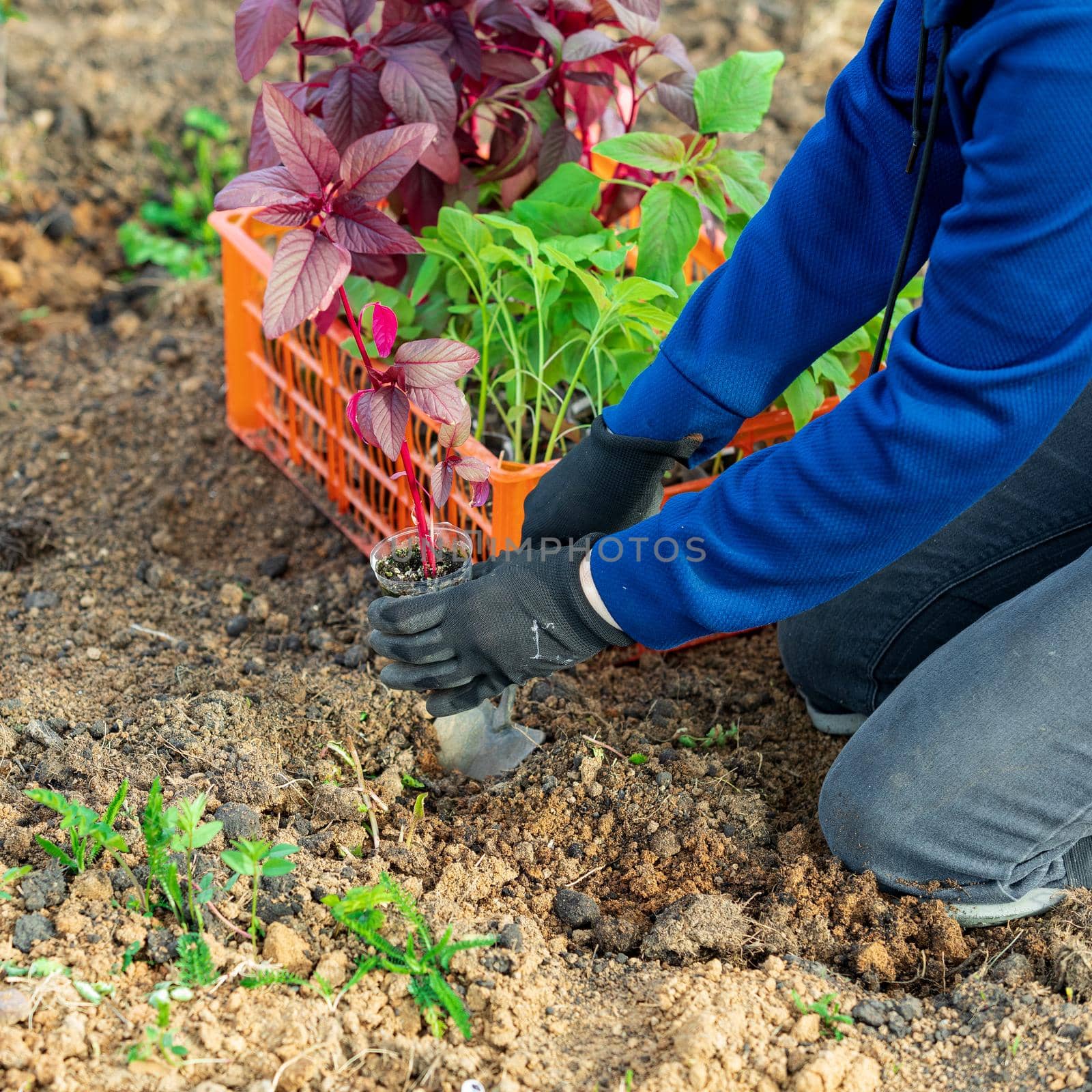 Closeup shot of gardener's hands with a small sapling of amaranth flower by Nobilior