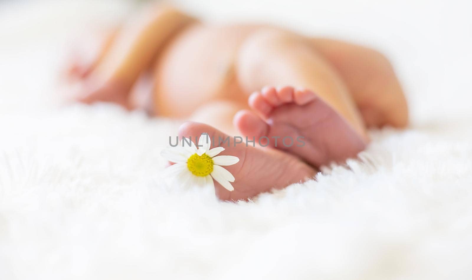 Newborn baby feet with chamomile. Selective focus. people.