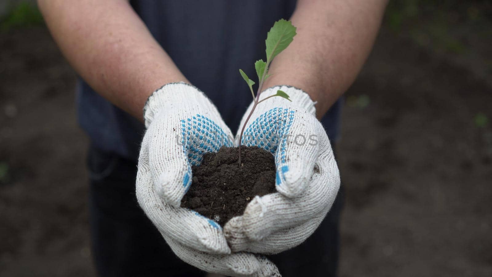 A man holds in his hands a green plant with earth. A man hands a seedling of cabbage into the camera. 4k