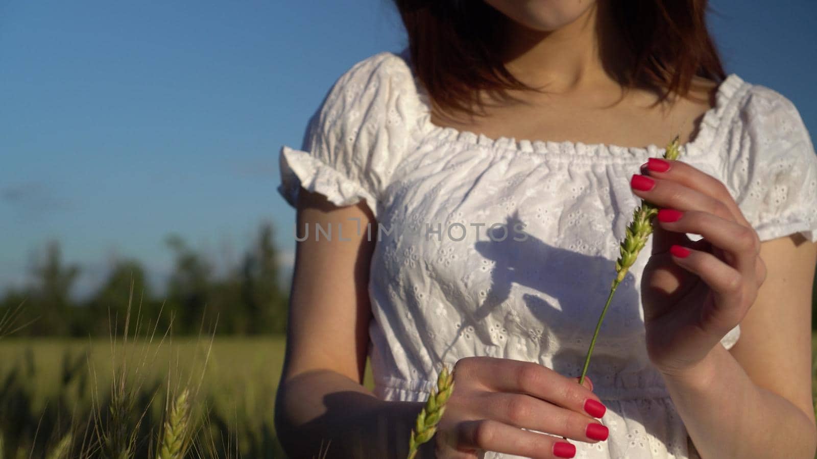 Young woman touches the spikelet in her hands closeup. A girl in a white dress stands in a green wheat field. 4k