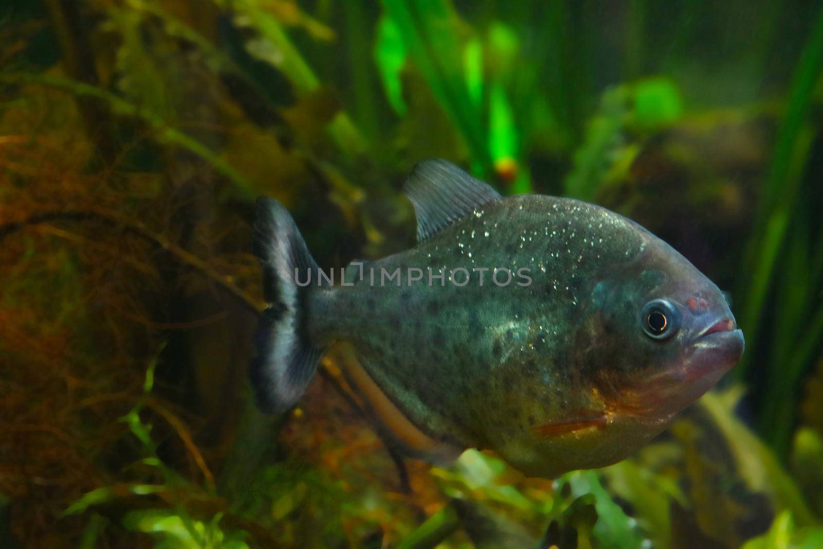 Underwater shooting of a floating fish - piranha