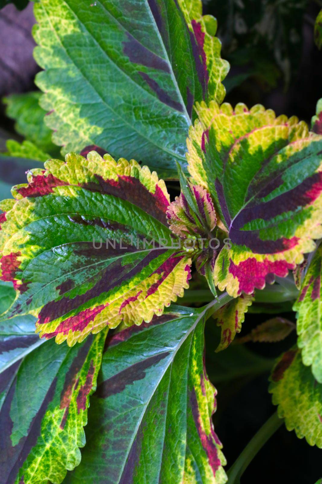 Beautiful bright colored leaves of houseplant, flower, background