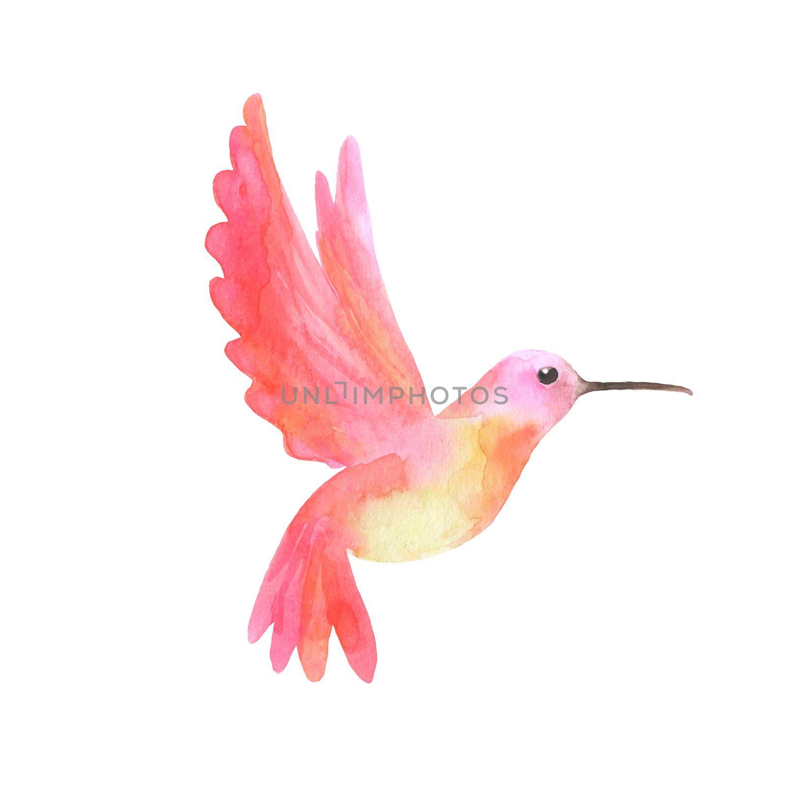 Watercolor tropical pink hummingbird isolated on a white background. A sketch. by ElenaPlatova