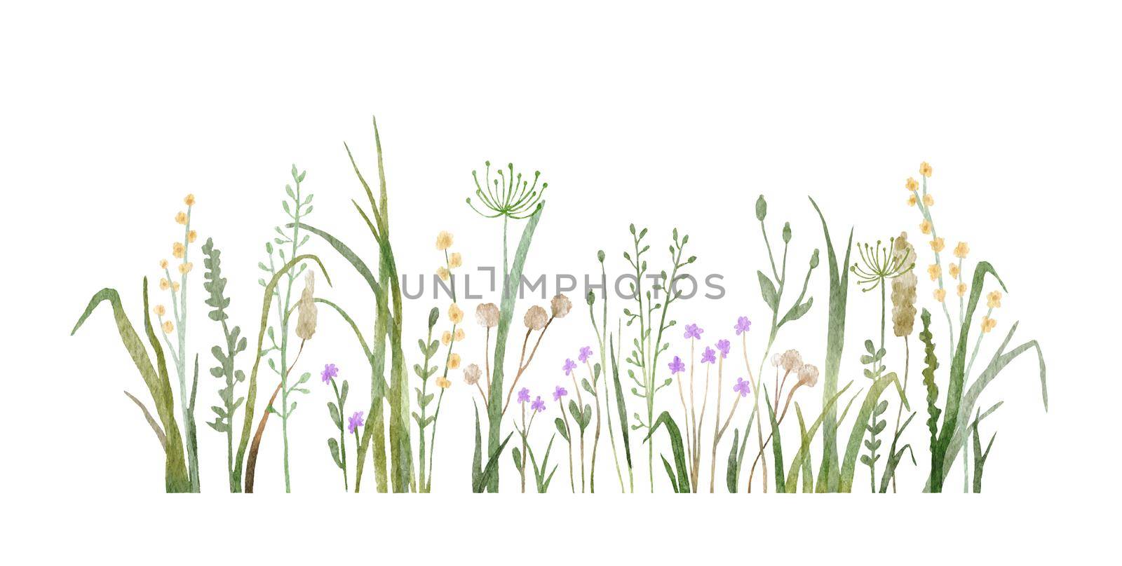 Watercolor wild herbs and flowers doodle illustration. Field with grass and wildflowers isolated on white background by ElenaPlatova