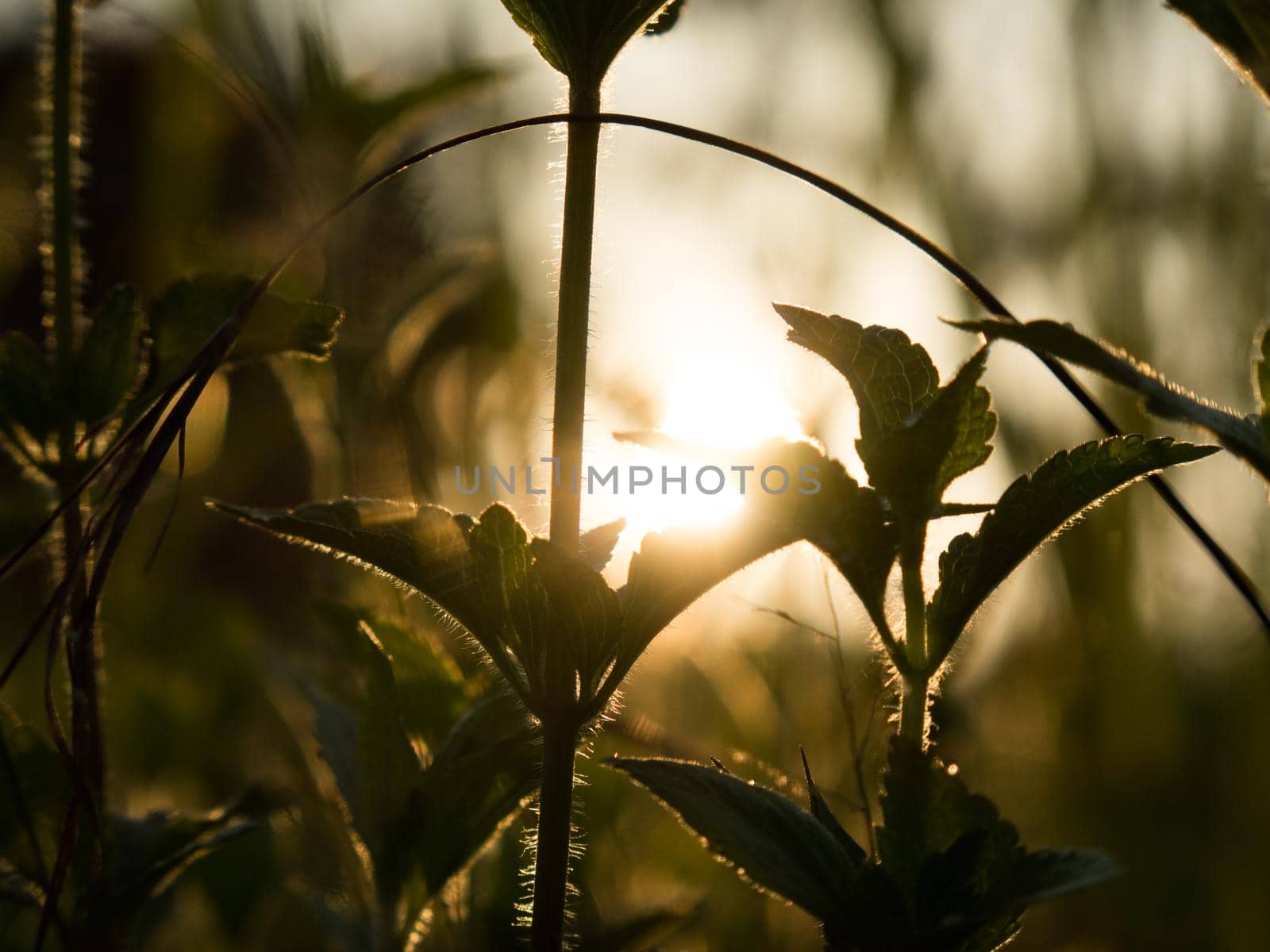 Sillhouette of grass and lalang plant at sinrise