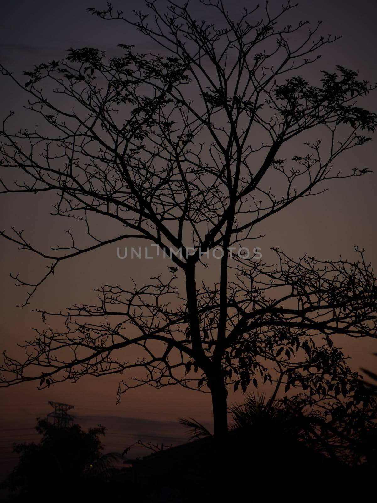 Tree silhouette at sunrise with black tree trunk