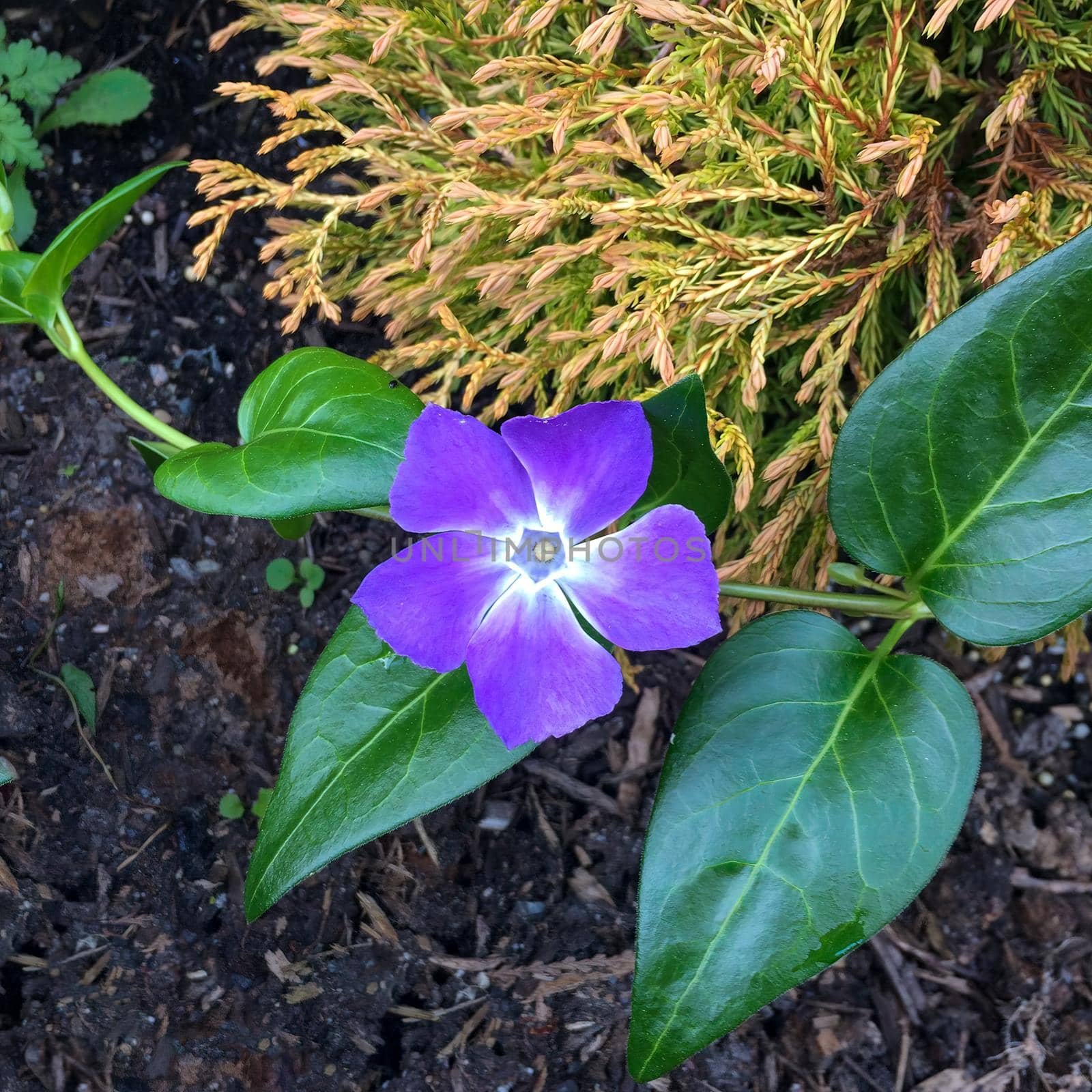 Violet flower with green leaves on black soil background.