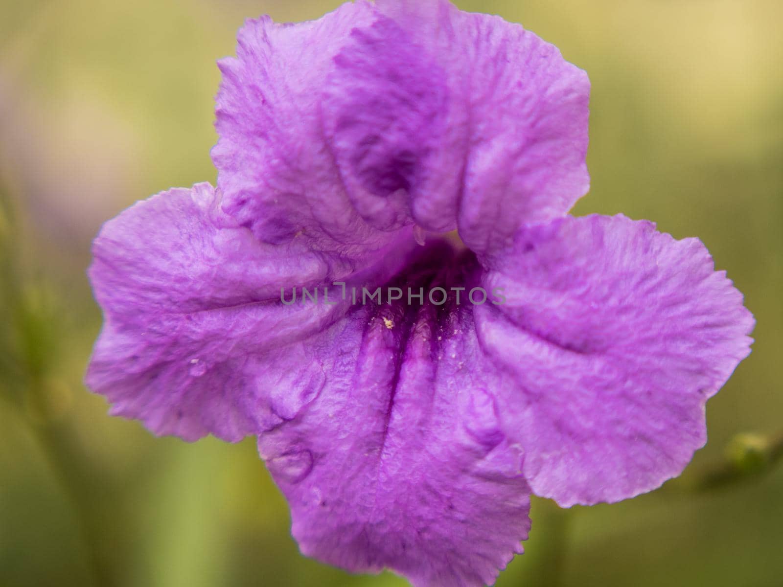 purple Flower Green Background by azamshah72
