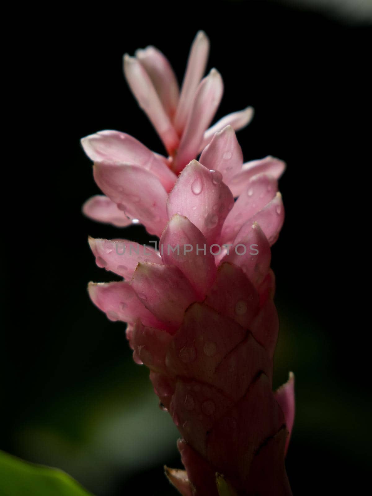 Pink flower with dark background by azamshah72