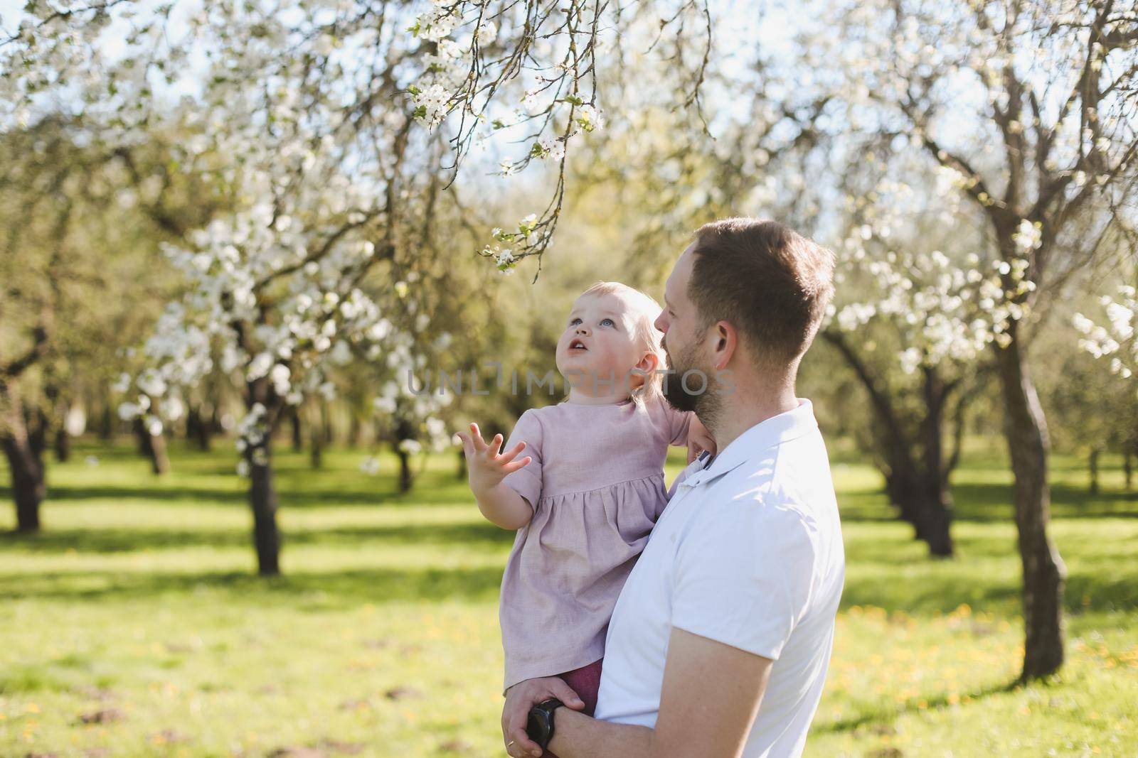 father and his adorable toddler daughter having fun in blossoming cherry garden on beautiful spring day.