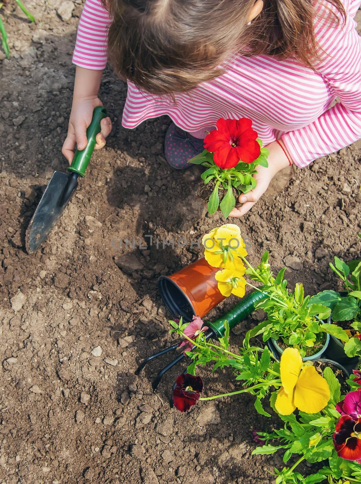 A child plants a flower garden. Selective focus. nature.