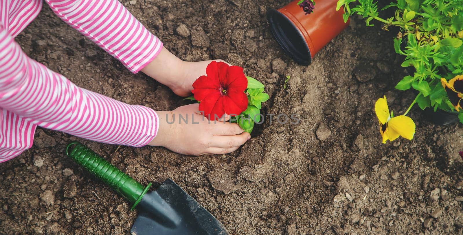 A child plants a flower garden. Selective focus. nature.