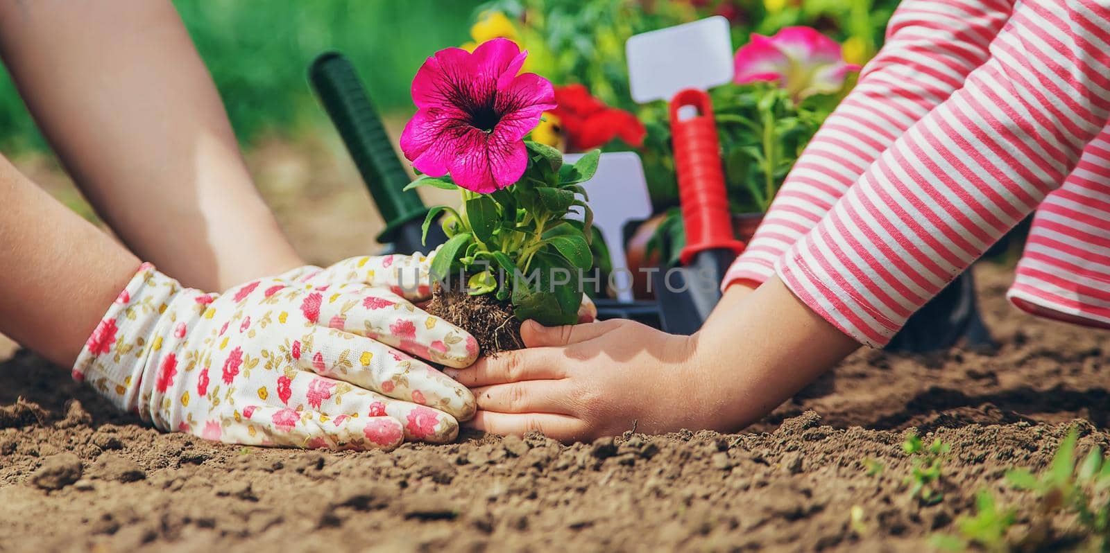 Child and mother plant flowers in the garden. Selective focus. by yanadjana