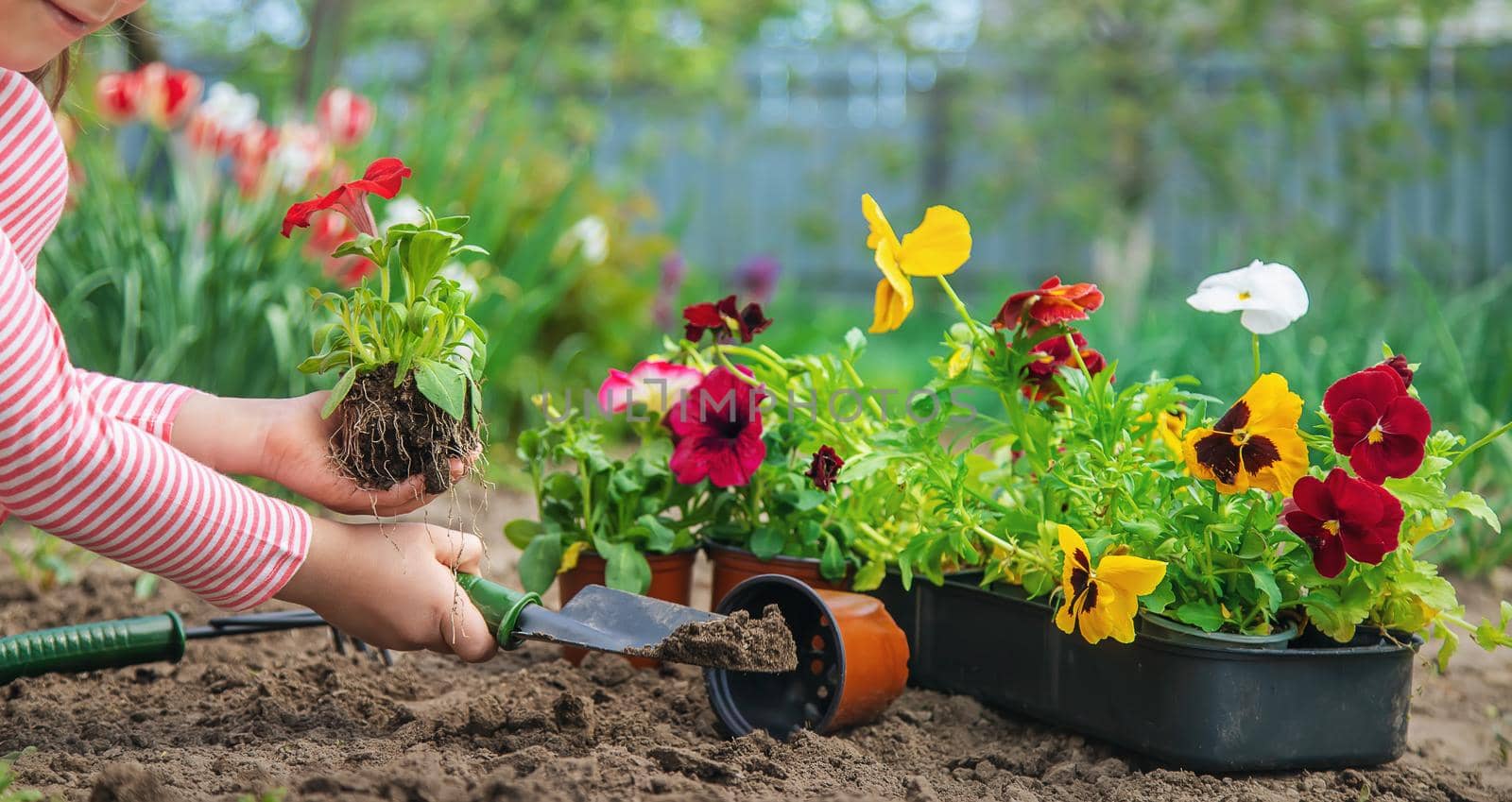 A child plants a flower garden. Selective focus. nature.