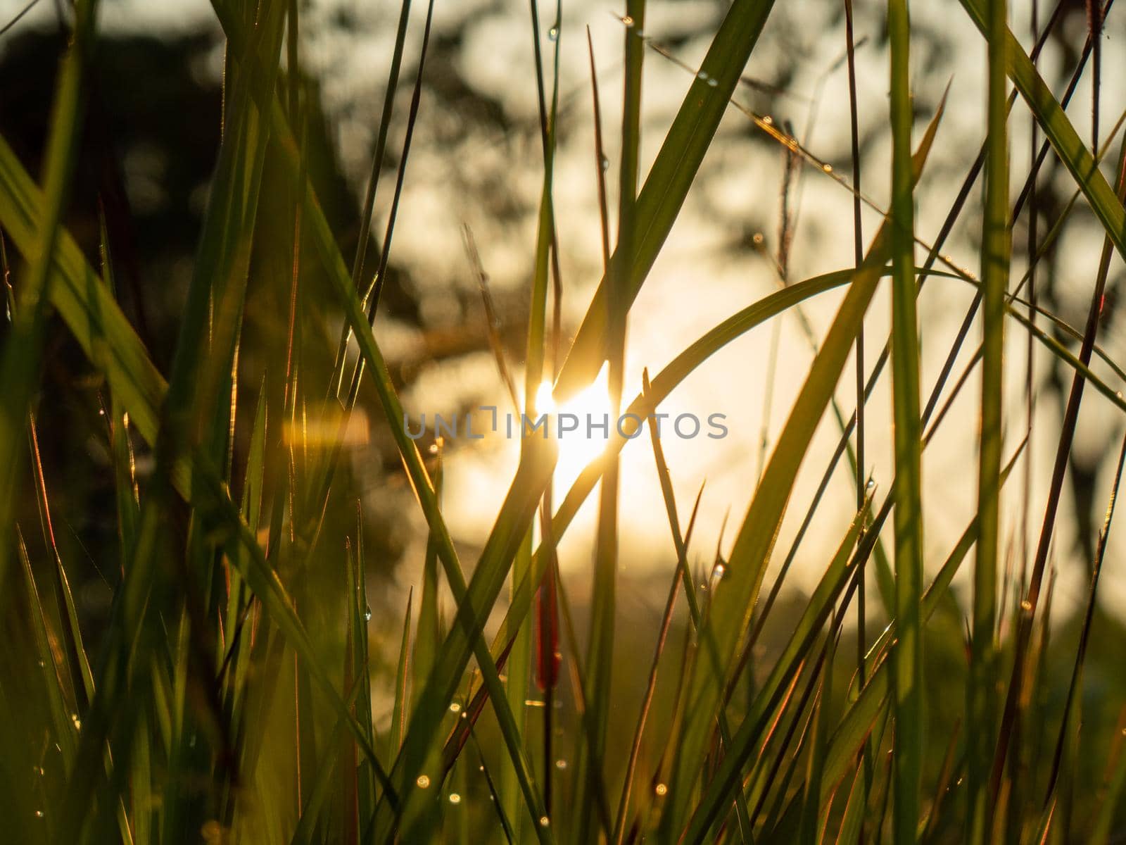 Grass Sillhouette at Sunrise by azamshah72