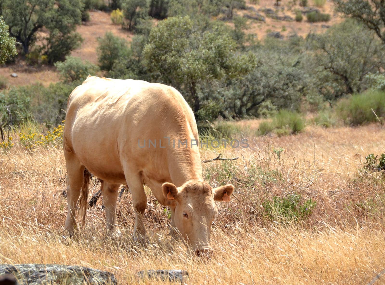 Brown cow grazing on a summer day in the dry field