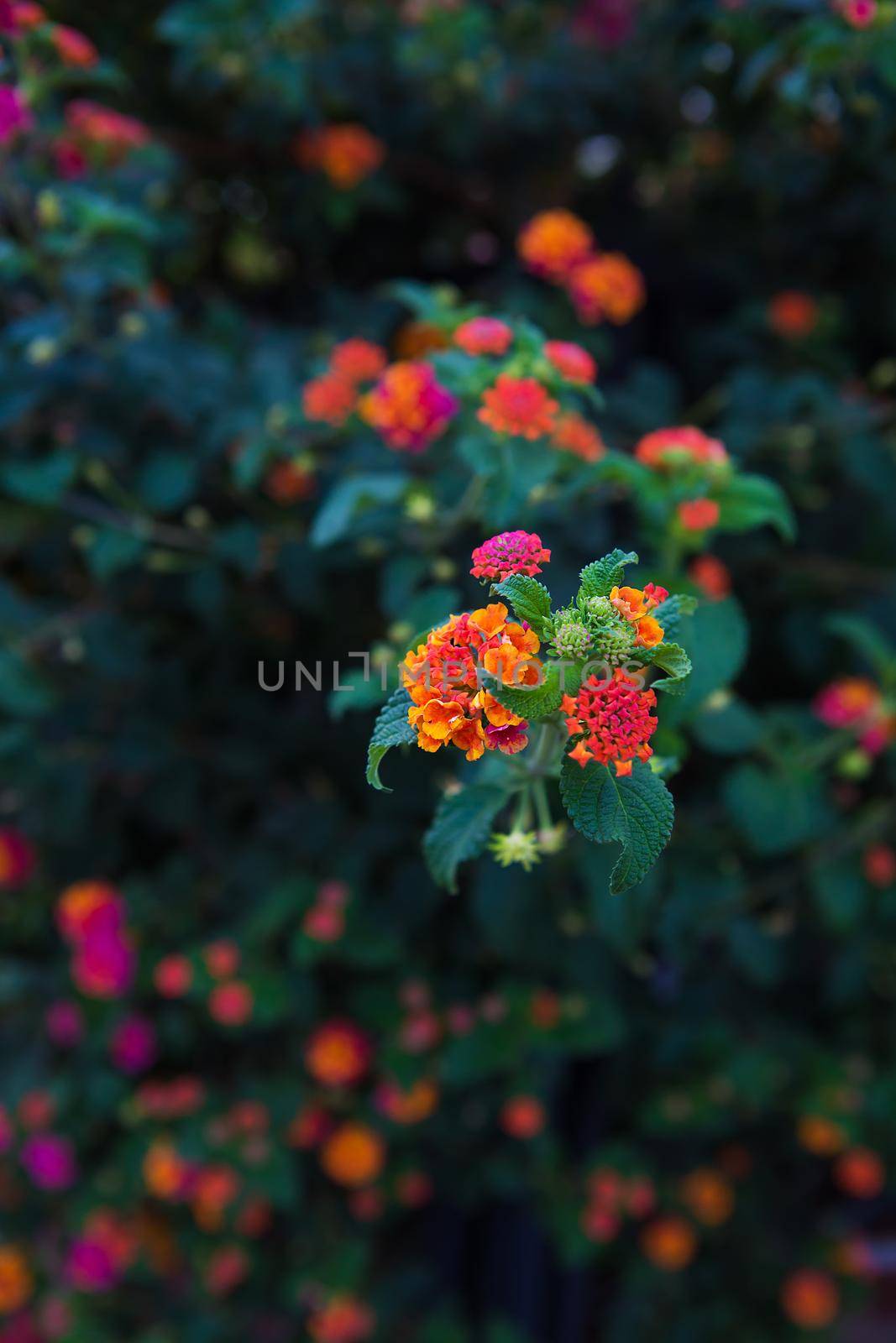 beautiful and different flowers on the territory of the hotel in Turkey, Marmaris by sfinks