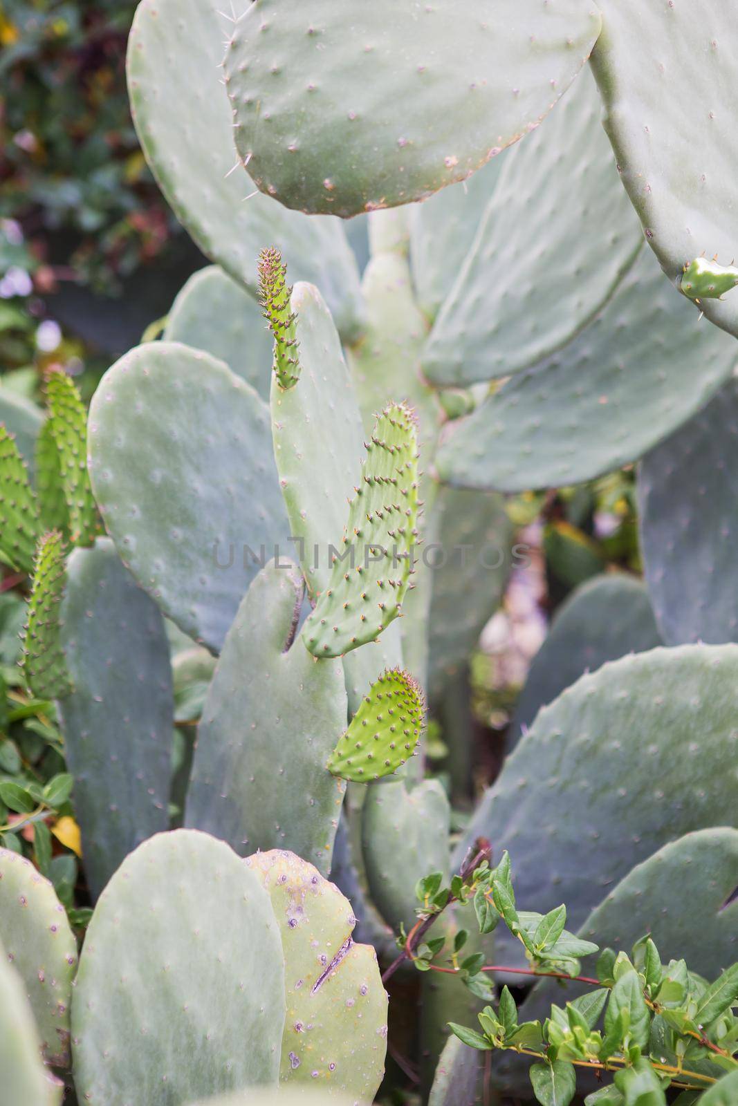 Cactus texture background. Cactus in the desert