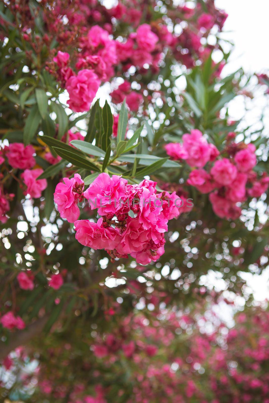 national pink flowers that blossom in Turkey by sfinks