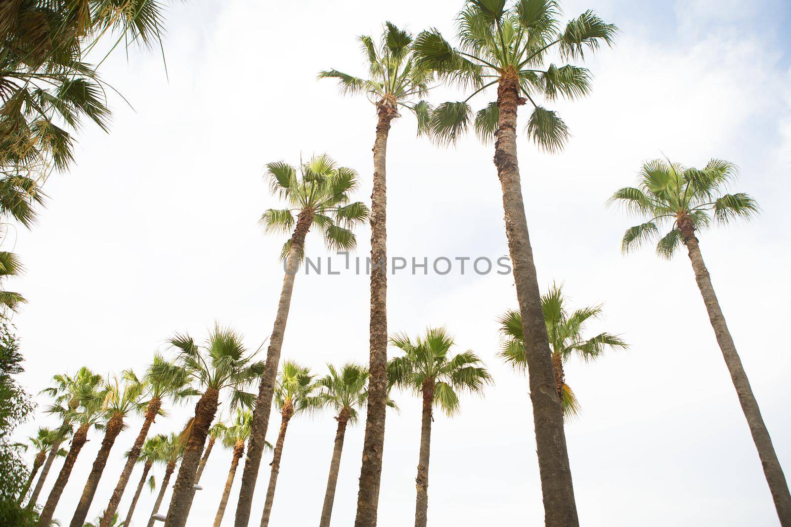 Very beautiful avenue of palm trees. Turkey, Marmaris by sfinks