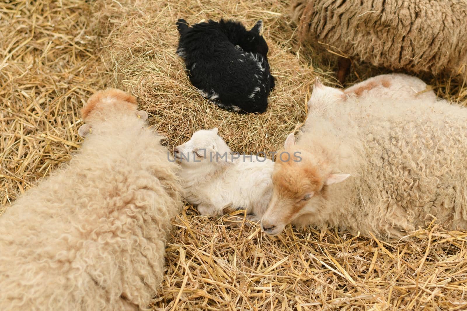 Newborn Lamb laying in hay.