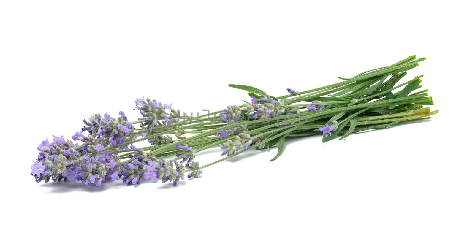 Bouquet of lavender on white background, top view