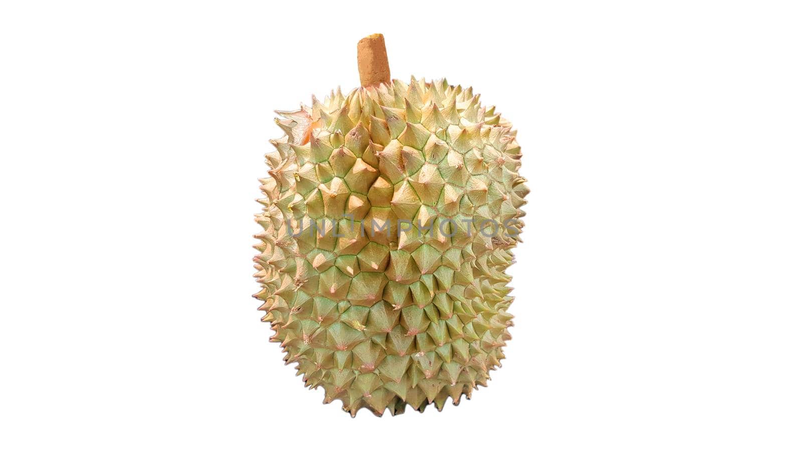 Popular fruit in Thailand. durian isolated on white background.