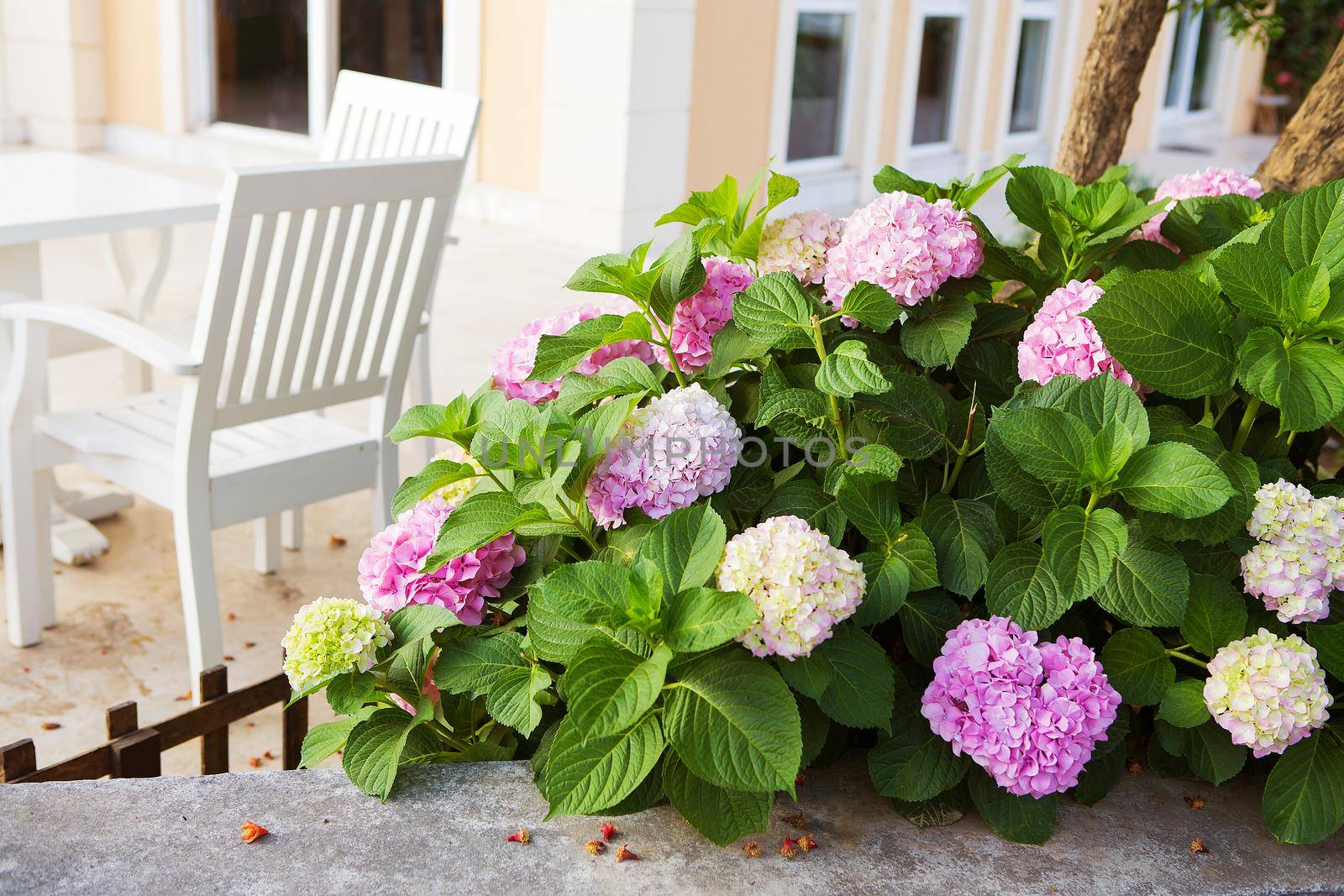 a beautiful pink and white hydrangea blossoms beside the courtyard. Turkey, Marmaris by sfinks