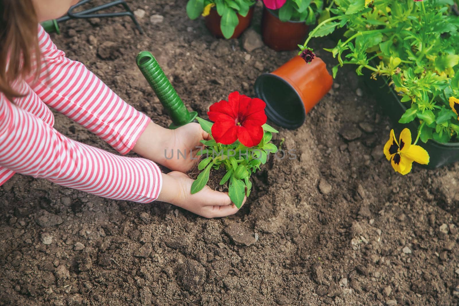 A child plants a flower garden. Selective focus. nature.